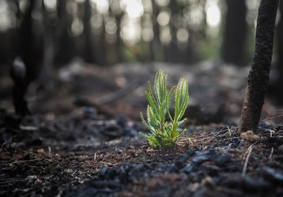 Comment les forêts se régénèrent-elles après un incendie ?