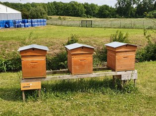 Les abeilles : des super agents de biosurveillance environnementale !