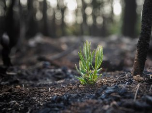 Comment les forêts se régénèrent-elles après un incendie ?
